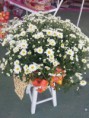 /album/galeria-de-fotos-arranjos-florais/camerazoom-20150815120942858-jpg/
